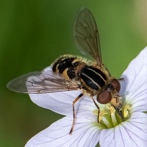 Réf. 311 073 : Eurimyia lineata